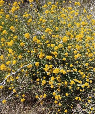 Helichrysum cymosum subsp. cymosum ensuring insects are fed